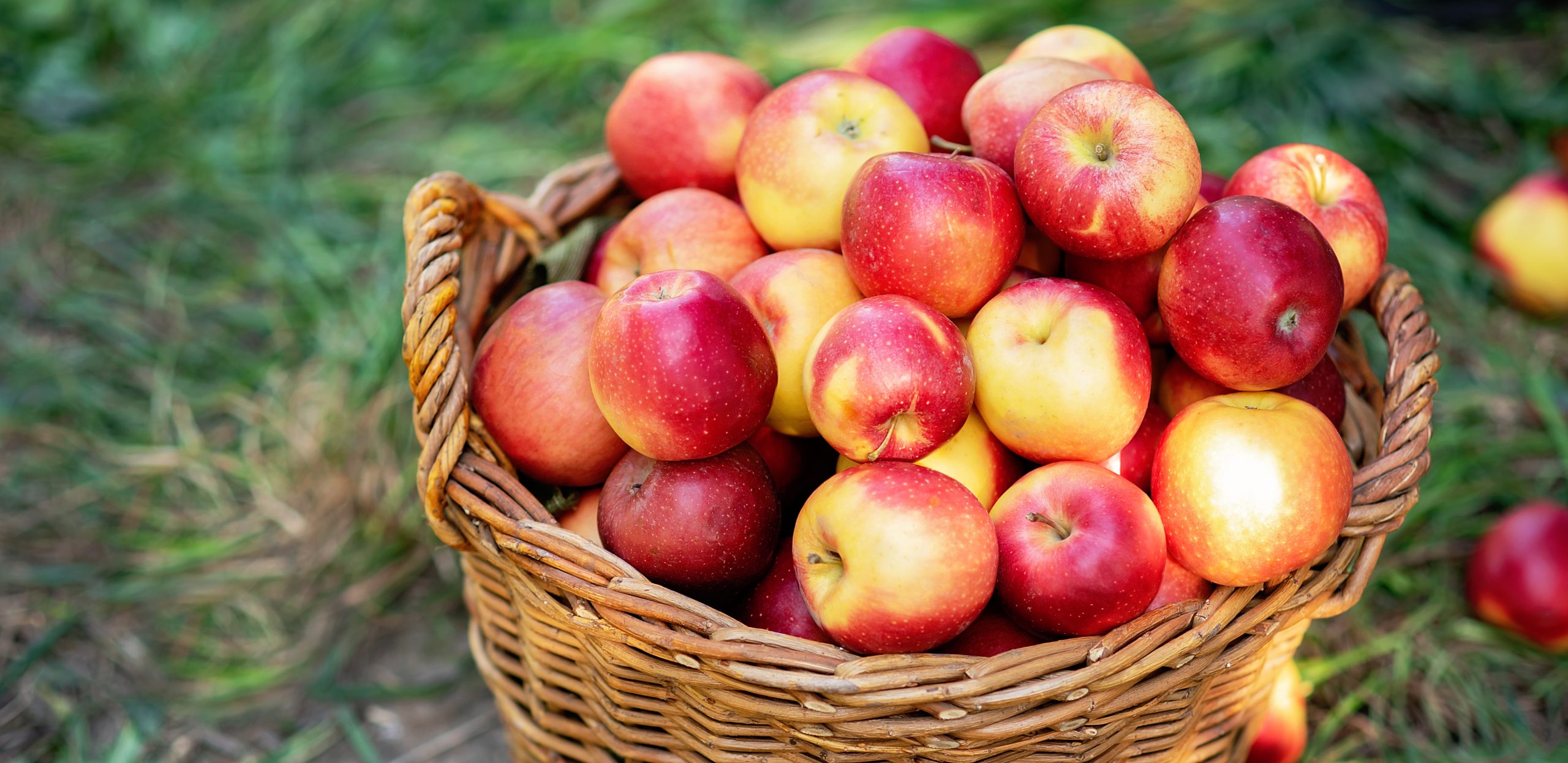 Organic Kashmiri Apples